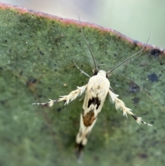 Stathmopoda melanochra (An Oecophorid moth (Eriococcus caterpillar)) at Namadgi National Park - 3 Feb 2023 by AJB
