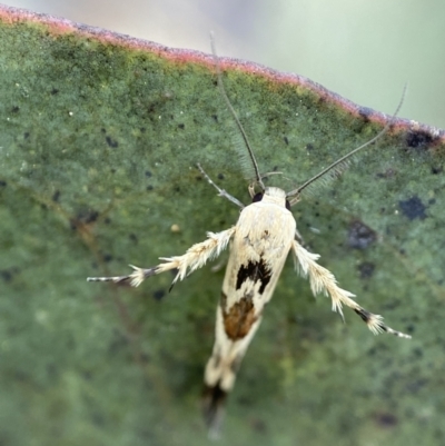 Stathmopoda melanochra (An Oecophorid moth (Eriococcus caterpillar)) at Mount Clear, ACT - 4 Feb 2023 by AJB