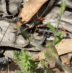 Lissopimpla excelsa (Orchid dupe wasp, Dusky-winged Ichneumonid) at Mount Clear, ACT - 4 Feb 2023 by AJB