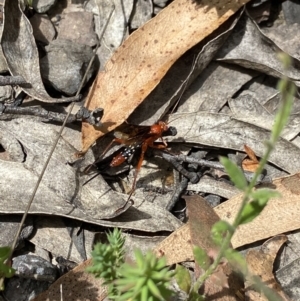 Lissopimpla excelsa at Mount Clear, ACT - suppressed