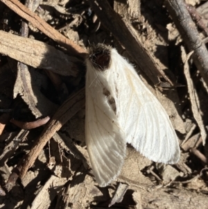 Trichiocercus sparshalli at Cotter River, ACT - 12 Jan 2023