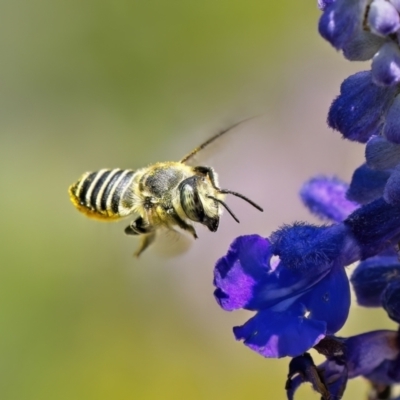 Megachile (Eutricharaea) macularis (Leafcutter bee, Megachilid bee) at Weston, ACT - 31 Jan 2023 by Kenp12