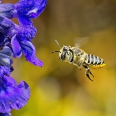 Megachile (Eutricharaea) macularis at Weston, ACT - 31 Jan 2023 12:27 PM