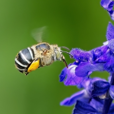 Amegilla sp. (genus) (Blue Banded Bee) at Weston, ACT - 30 Jan 2023 by Kenp12