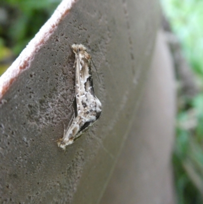 Moerarchis inconcisella (A tineid moth) at Charleys Forest, NSW - 6 Feb 2023 by arjay