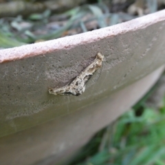 Moerarchis inconcisella at Charleys Forest, NSW - 6 Feb 2023