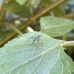 Heteropsilopus sp. (genus) (A long legged fly) at Lyneham, ACT - 5 Feb 2023 by HelenWay