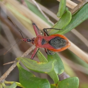 Gminatus australis at Queanbeyan West, NSW - 7 Feb 2023 08:27 AM