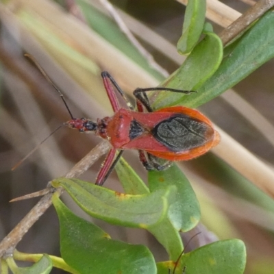 Gminatus australis (Orange assassin bug) at Queanbeyan West, NSW - 7 Feb 2023 by Paul4K