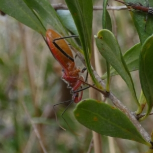 Gminatus australis at Queanbeyan West, NSW - 7 Feb 2023 08:27 AM