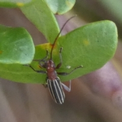 Syllitus rectus (Longhorn beetle) at Bicentennial Park - 6 Feb 2023 by Paul4K