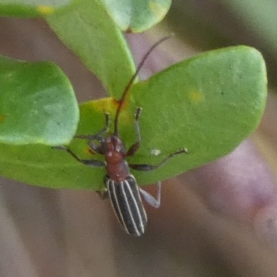 Syllitus rectus (Longhorn beetle) at Bicentennial Park - 6 Feb 2023 by Paul4K