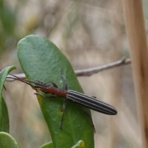 Syllitus rectus at Queanbeyan West, NSW - 7 Feb 2023