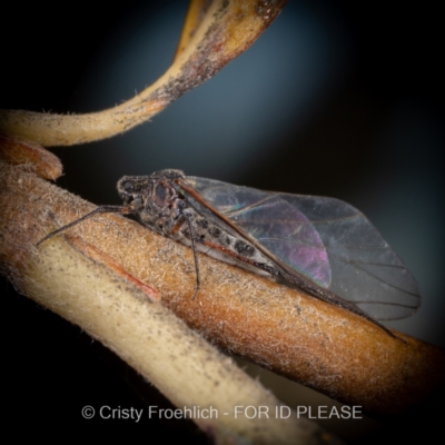 Tuberolachnus salignus (Giant willow aphid) at Parkes, ACT - 30 May 2021 by Cristy1676