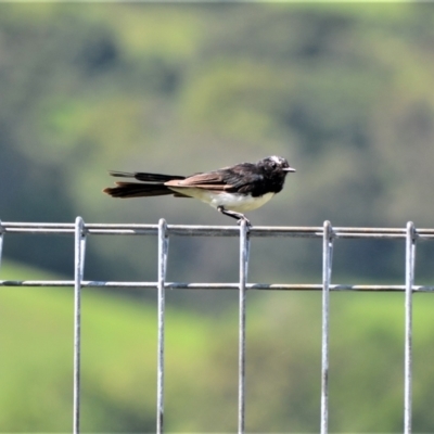 Rhipidura leucophrys (Willie Wagtail) at Jamberoo, NSW - 6 Feb 2023 by plants