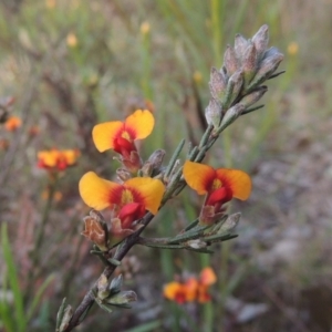Dillwynia sericea at Theodore, ACT - 15 Oct 2022 06:23 PM