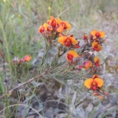 Dillwynia sericea at Theodore, ACT - 15 Oct 2022