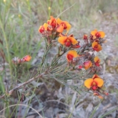 Dillwynia sericea at Theodore, ACT - 15 Oct 2022 06:23 PM