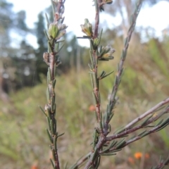 Dillwynia sericea at Theodore, ACT - 15 Oct 2022