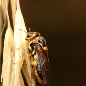 Perginae sp. (subfamily) at Murrumbateman, NSW - 7 Feb 2023