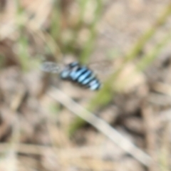 Thyreus nitidulus (Neon cuckoo bee) at Murrumbateman, NSW - 7 Feb 2023 by amiessmacro