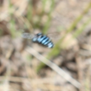 Thyreus nitidulus at Murrumbateman, NSW - 7 Feb 2023