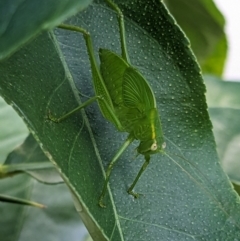 Caedicia simplex (Common Garden Katydid) at Melba, ACT - 3 Feb 2023 by chriselidie