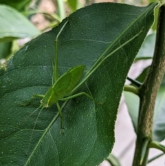 Caedicia simplex at Melba, ACT - suppressed