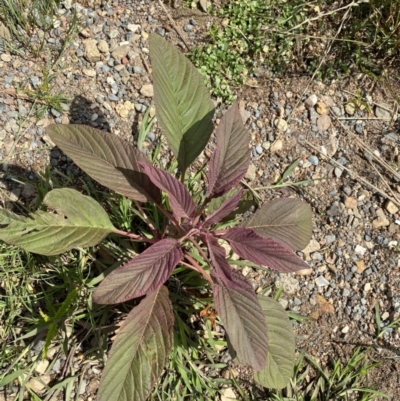 Amaranthus caudatus (Cat's Tail) at Dickson, ACT - 7 Feb 2023 by NedJohnston