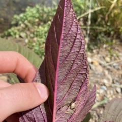 Amaranthus caudatus at Dickson, ACT - 7 Feb 2023