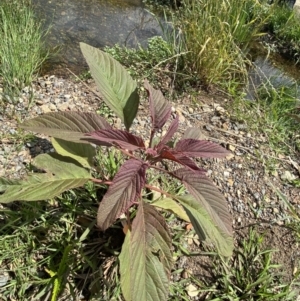 Amaranthus caudatus at Dickson, ACT - 7 Feb 2023 11:52 AM