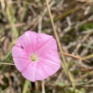 Convolvulus angustissimus subsp. angustissimus at Dickson, ACT - 7 Feb 2023