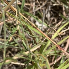 Convolvulus angustissimus subsp. angustissimus at Dickson, ACT - 7 Feb 2023