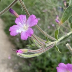 Epilobium hirsutum (Great Willowherb) at Dickson, ACT - 7 Feb 2023 by NedJohnston