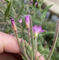 Epilobium hirsutum at Dickson, ACT - 7 Feb 2023