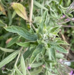 Epilobium hirsutum at Dickson, ACT - 7 Feb 2023