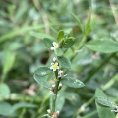 Polygonum sp. (Wireweed) at Dickson Wetland Corridor - 7 Feb 2023 by Ned_Johnston