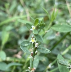 Polygonum sp. (Wireweed) at Dickson, ACT - 7 Feb 2023 by Ned_Johnston