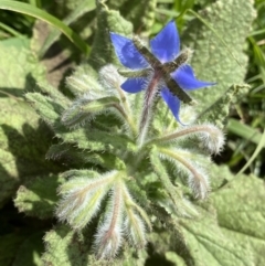 Borago officinalis (Borage, Tailwort) at Dickson, ACT - 7 Feb 2023 by Ned_Johnston