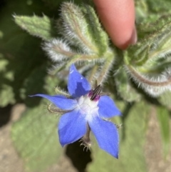 Borago officinalis at Dickson, ACT - 7 Feb 2023 11:53 AM