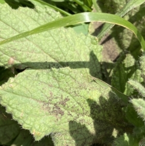 Borago officinalis at Dickson, ACT - 7 Feb 2023 11:53 AM