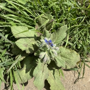 Borago officinalis at Dickson, ACT - 7 Feb 2023 11:53 AM