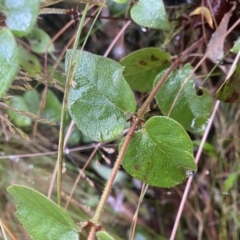 Platylobium montanum subsp. montanum (Mountain Flat Pea) at Cotter River, ACT - 30 Jan 2023 by NedJohnston