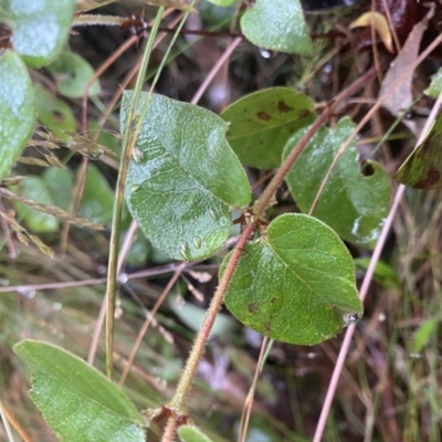 Platylobium montanum subsp. montanum (Mountain Flat Pea) at Namadgi National Park - 30 Jan 2023 by Ned_Johnston