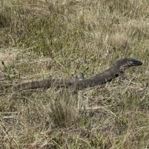 Varanus rosenbergi at Booth, ACT - suppressed