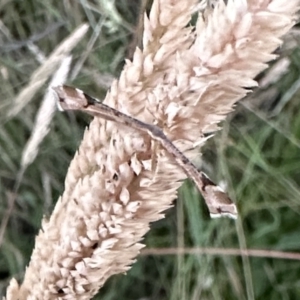 Sinpunctiptilia emissalis at Booth, ACT - 5 Feb 2023 08:07 PM