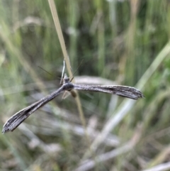 Stenoptilia zophodactylus (Dowdy Plume Moth) at Booth, ACT - 5 Feb 2023 by Pirom