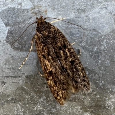 Barea (genus) (A concealer moth) at Booth, ACT - 5 Feb 2023 by Pirom