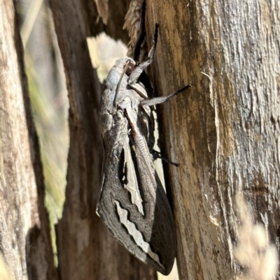 Abantiades magnificus (Magnificent Ghost Moth) at Booth, ACT - 5 Feb 2023 by Pirom