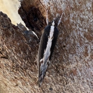 Archaereta dorsivittella at Rendezvous Creek, ACT - 6 Feb 2023